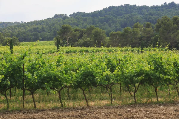 Gyönyörű Természet Nyári Provence Franciaország — Stock Fotó