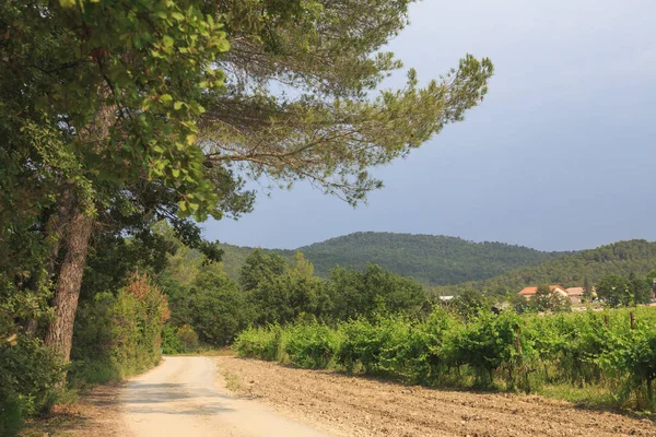 Bella Natura Dell Estate Provenza Francia — Foto Stock