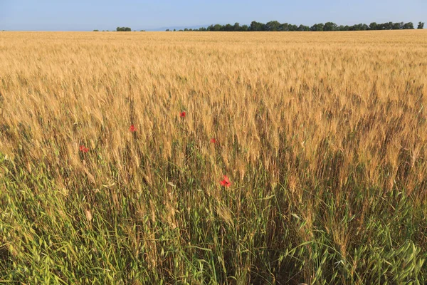 Beautiful nature of summer Provence, France.