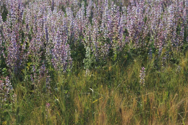 Beautiful nature of summer Provence, France.