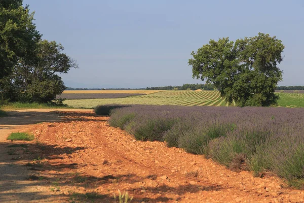 Beautiful nature of summer Provence, France.