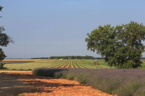 Beautiful nature of summer Provence, France.