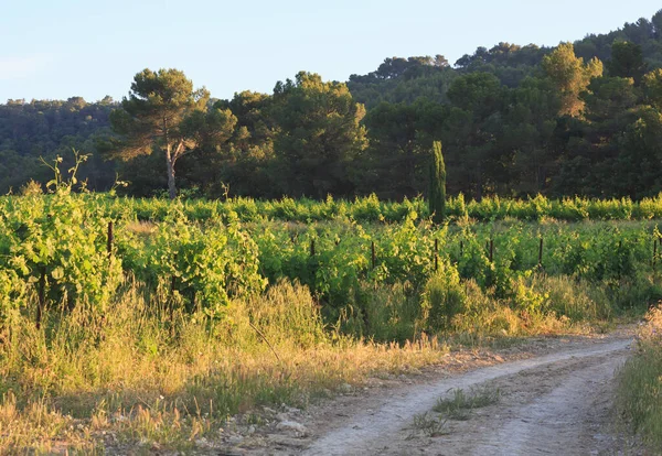 Beautiful Nature Summer Provence France Royalty Free Stock Photos