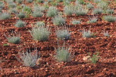 Yazın güzel doğası Provence, Fransa.
