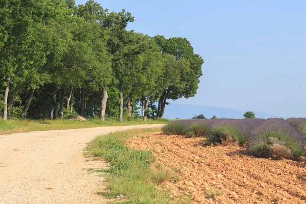 Bella Natura Dell Estate Provenza Francia — Foto Stock