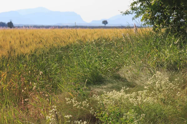 Beautiful nature of summer Provence, France.