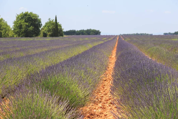 Linda Natureza Provença Verão França — Fotografia de Stock
