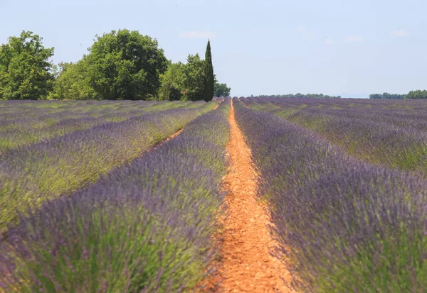 Hermosa Naturaleza Provenza Verano Francia —  Fotos de Stock