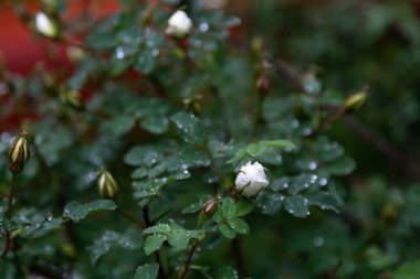 Yaz çiçekleri yağmurun altında