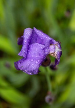 Yaz çiçekleri yağmurun altında