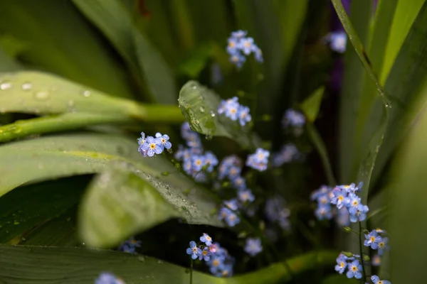 Yaz Çiçekleri Yağmurun Altında — Stok fotoğraf