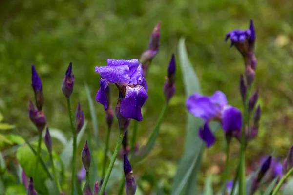 雨の下の夏の花 — ストック写真