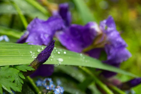 Flores Verano Bajo Lluvia — Foto de Stock