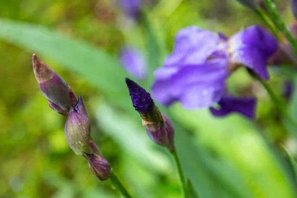 Flores Verano Bajo Lluvia — Foto de Stock