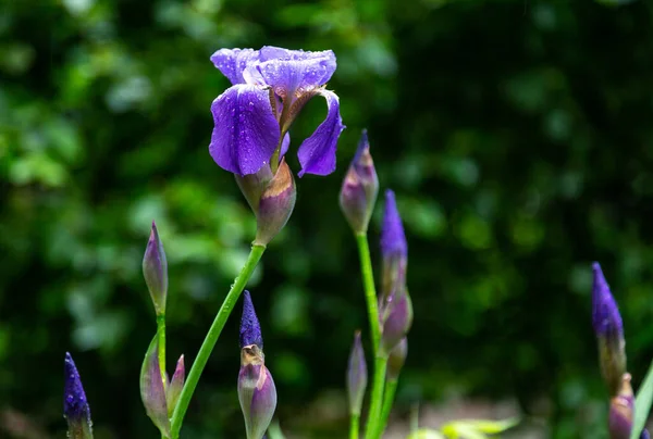 Flores Verano Bajo Lluvia — Foto de Stock