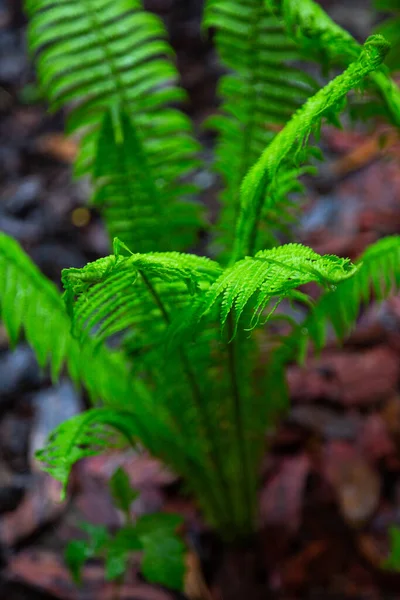 Sommerblumen Unter Dem Regen — Stockfoto