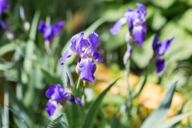 Doğada güzel mor iris