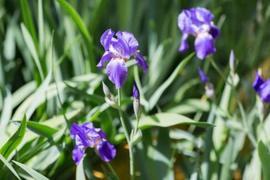 Doğada güzel mor iris