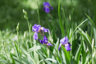 Doğada güzel mor iris