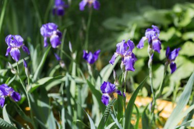 Doğada güzel mor iris