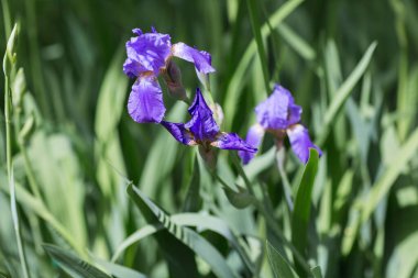 Doğada güzel mor iris