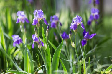 Doğada güzel mor iris