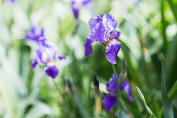 Красивая Фиолетовая Радужка Природе — стоковое фото