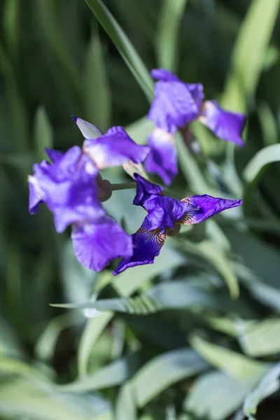 Doğada Güzel Mor Iris — Stok fotoğraf