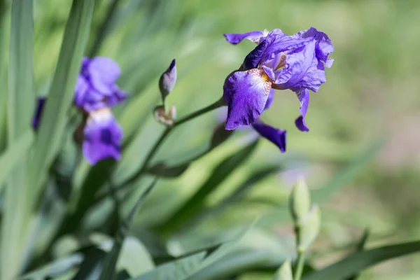 Piękna Fioletowa Tęczówka Naturze — Zdjęcie stockowe