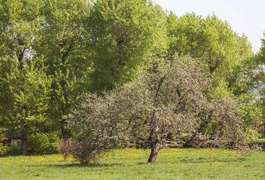 Bahar bahçesinde çiçek açan güzel ağaçlar.