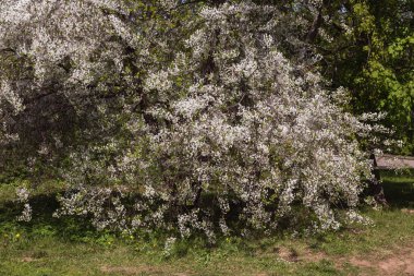 Bahar bahçesinde çiçek açan güzel ağaçlar.