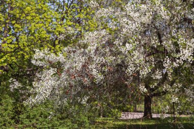 Bahar bahçesinde çiçek açan güzel ağaçlar.