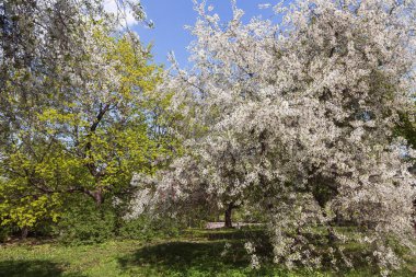 Bahar bahçesinde çiçek açan güzel ağaçlar.
