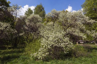 Bahar bahçesinde çiçek açan güzel ağaçlar.