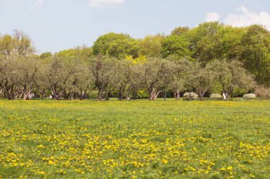 Bahar bahçesinde çiçek açan güzel ağaçlar.