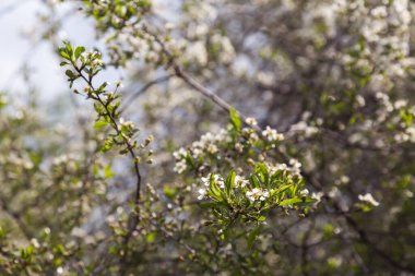 Bahar bahçesinde çiçek açan güzel ağaçlar.