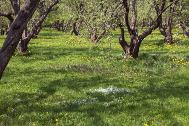 Bahar bahçesinde çiçek açan güzel ağaçlar.