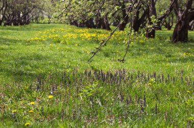 Bahar bahçesinde çiçek açan güzel ağaçlar.