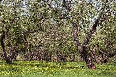 Bahar bahçesinde çiçek açan güzel ağaçlar.