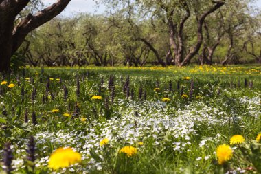 Bahar bahçesinde çiçek açan güzel ağaçlar.