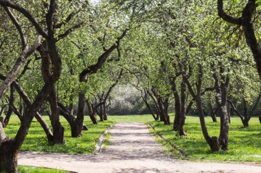 Bahar bahçesinde çiçek açan güzel ağaçlar.