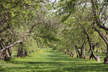 Bahar bahçesinde çiçek açan güzel ağaçlar.