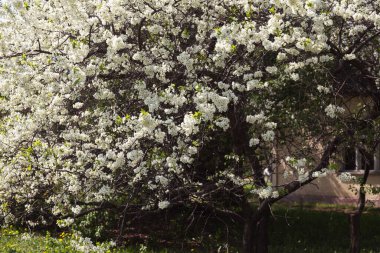 Bahar bahçesinde çiçek açan güzel ağaçlar.