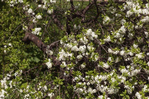 Belas Árvores Floridas Jardim Primavera — Fotografia de Stock