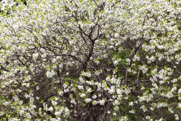 Belas Árvores Floridas Jardim Primavera — Fotografia de Stock