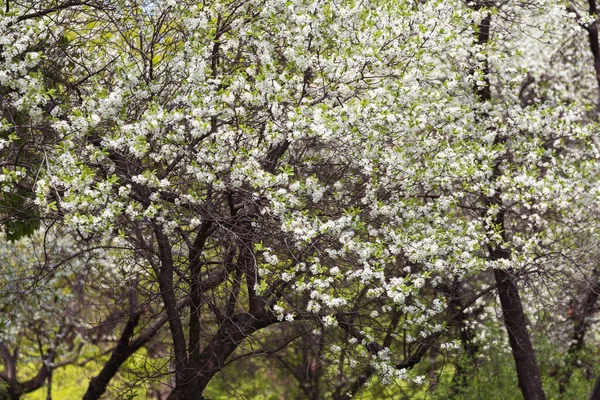 Belas Árvores Floridas Jardim Primavera — Fotografia de Stock