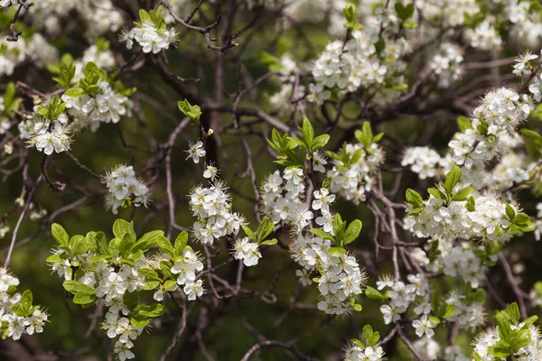 Piękne Kwitnące Drzewa Wiosennym Ogrodzie — Zdjęcie stockowe