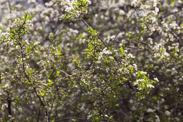 Belas Árvores Floridas Jardim Primavera — Fotografia de Stock