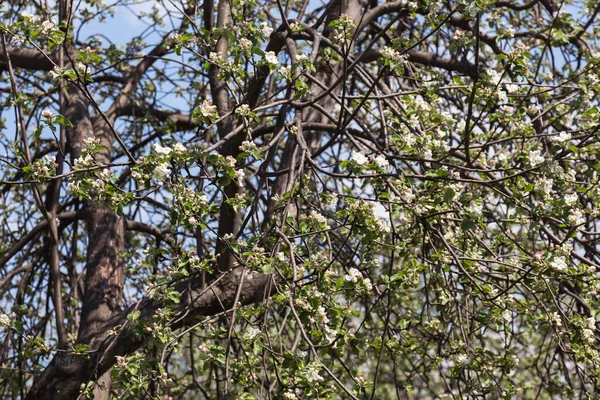 Belas Árvores Floridas Jardim Primavera — Fotografia de Stock