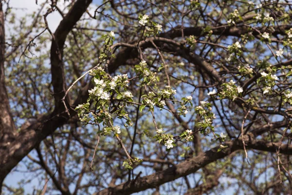 Belas Árvores Floridas Jardim Primavera — Fotografia de Stock